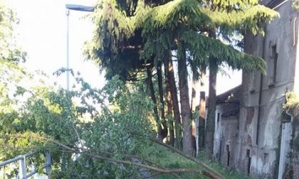 Vento a Monza, albero caduto vicino all'ex macello