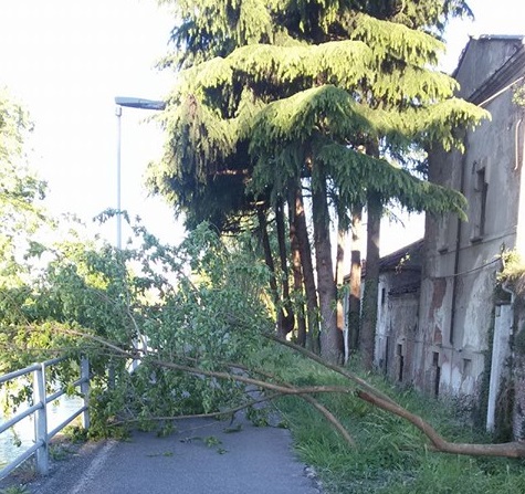 Vento a Monza, albero caduto vicino all’ex macello