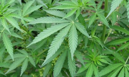 Cannabis a chilometro zero per la "Città della Salute" di Sesto San Giovanni
