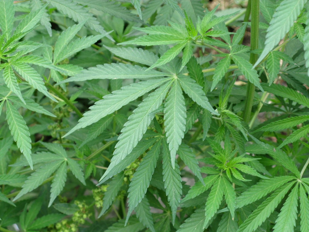Cannabis a chilometro zero per la “Città della Salute” di Sesto San Giovanni