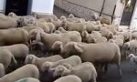 Bernareggio: il centro di Villanova invaso dalle pecore (VIDEO)