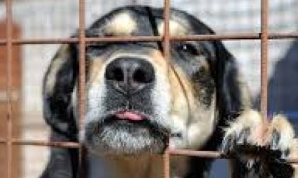 "Calpestarla non porta fortuna": stop alle deiezioni canine a Vimercate