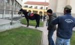 Carate, a spasso con il cavallo in centro, multato