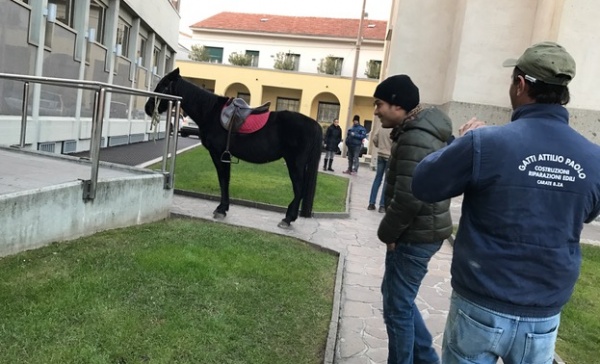 Carate, a spasso con il cavallo in centro, multato
