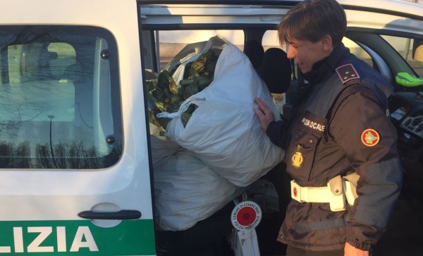 Cesano Maderno, maxi sequestro di verdura al mercato