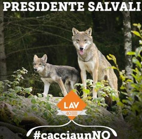 La Lav di Monza si schiera contro l’abbattimento dei lupi