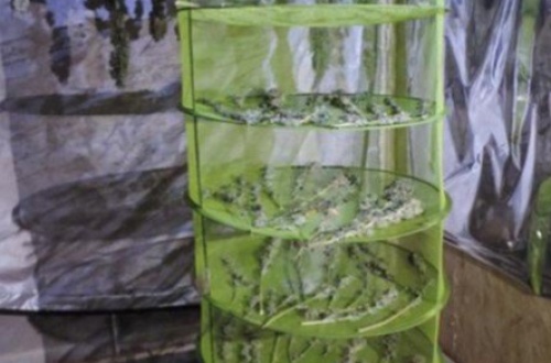 Limbiate, coltiva una serra di marijuana in garage arrestato un 22enne