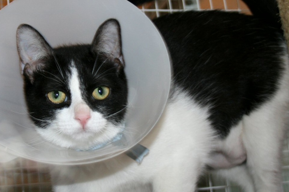 Lissone, l’Enpa salva una gattina maltrattata