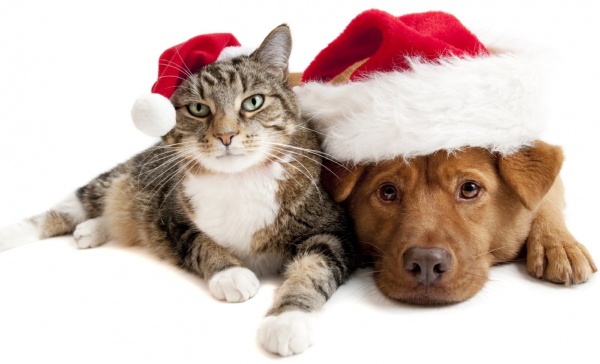 “Monza a 4 Zampe” si veste da Babbo Natale…
