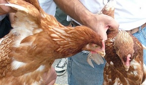 Ornago - Nonno e nipoti sorpresi a rubare polli
