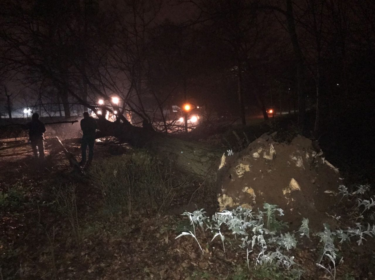 Parco di Monza: albero cade vicino al palco del Papa e travolge donna