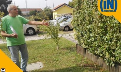 Piantumano alberi e siepi a loro spese, ma il Comune di Monza intima di eliminarli