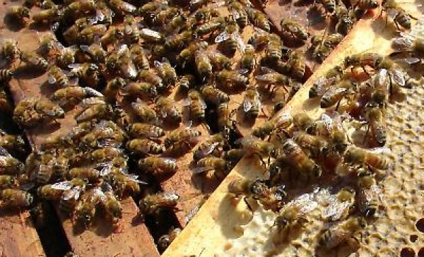 Rubano 20mila api a bordo… di un’Ape