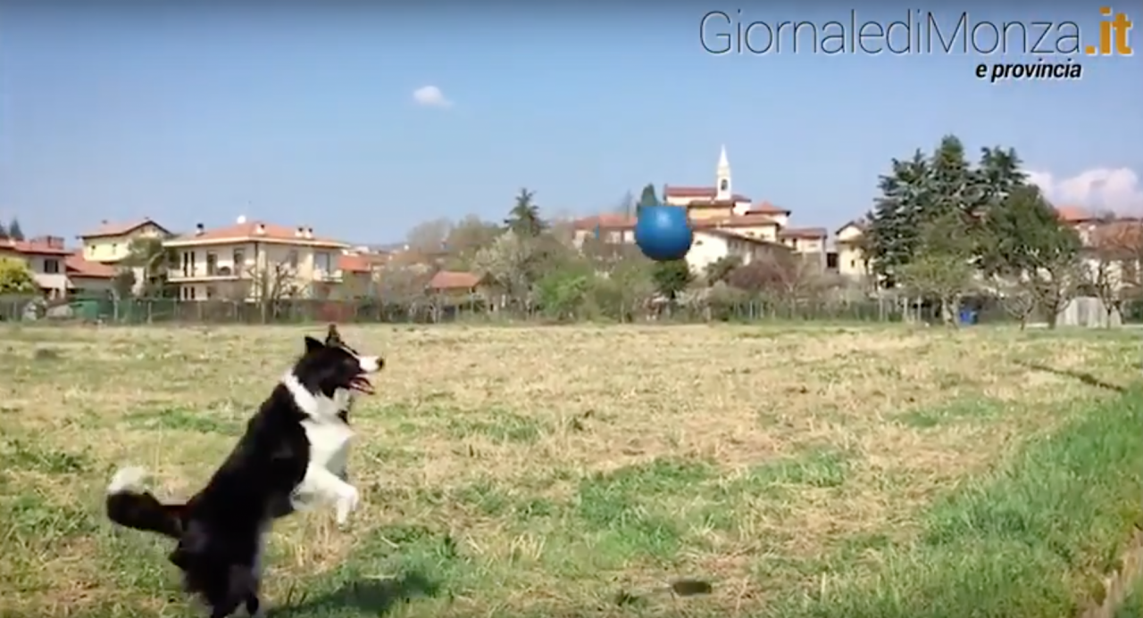 Ecco Zoe, il “super cane” brianzolo che gioca a pallavolo