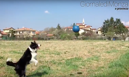 Ecco Zoe, il "super cane" brianzolo che gioca a pallavolo