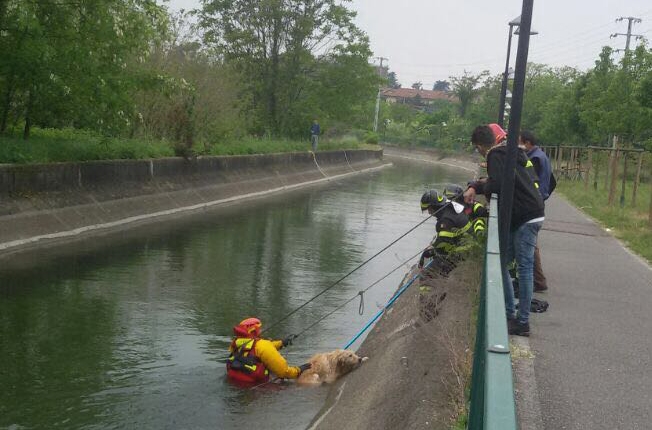 Cane salvo grazie all’intervento dei Vigili del Fuoco