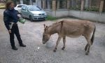 Seregno: dopo il furto in un terreno, gli asini scappano