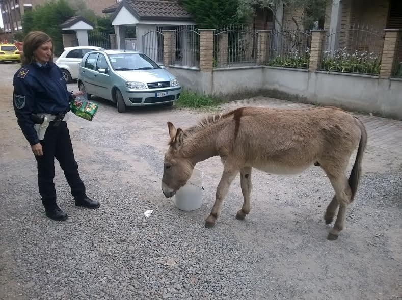 Seregno: dopo il furto in un terreno, gli asini scappano
