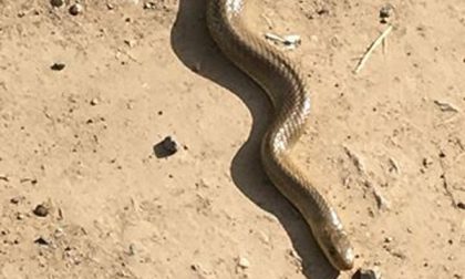 Avvistato un serpente a pochi metri dalle case a Bernareggio