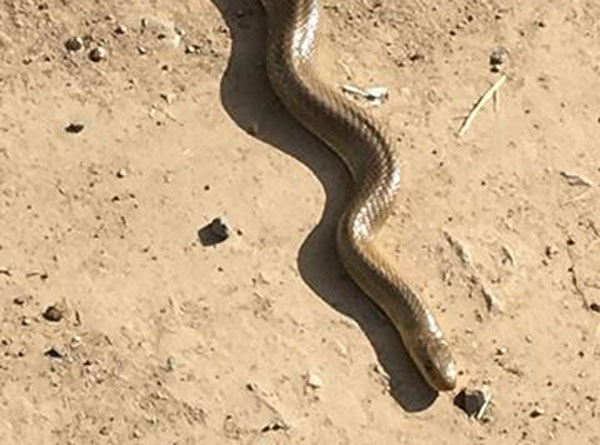 Avvistato un serpente a pochi metri dalle case a Bernareggio