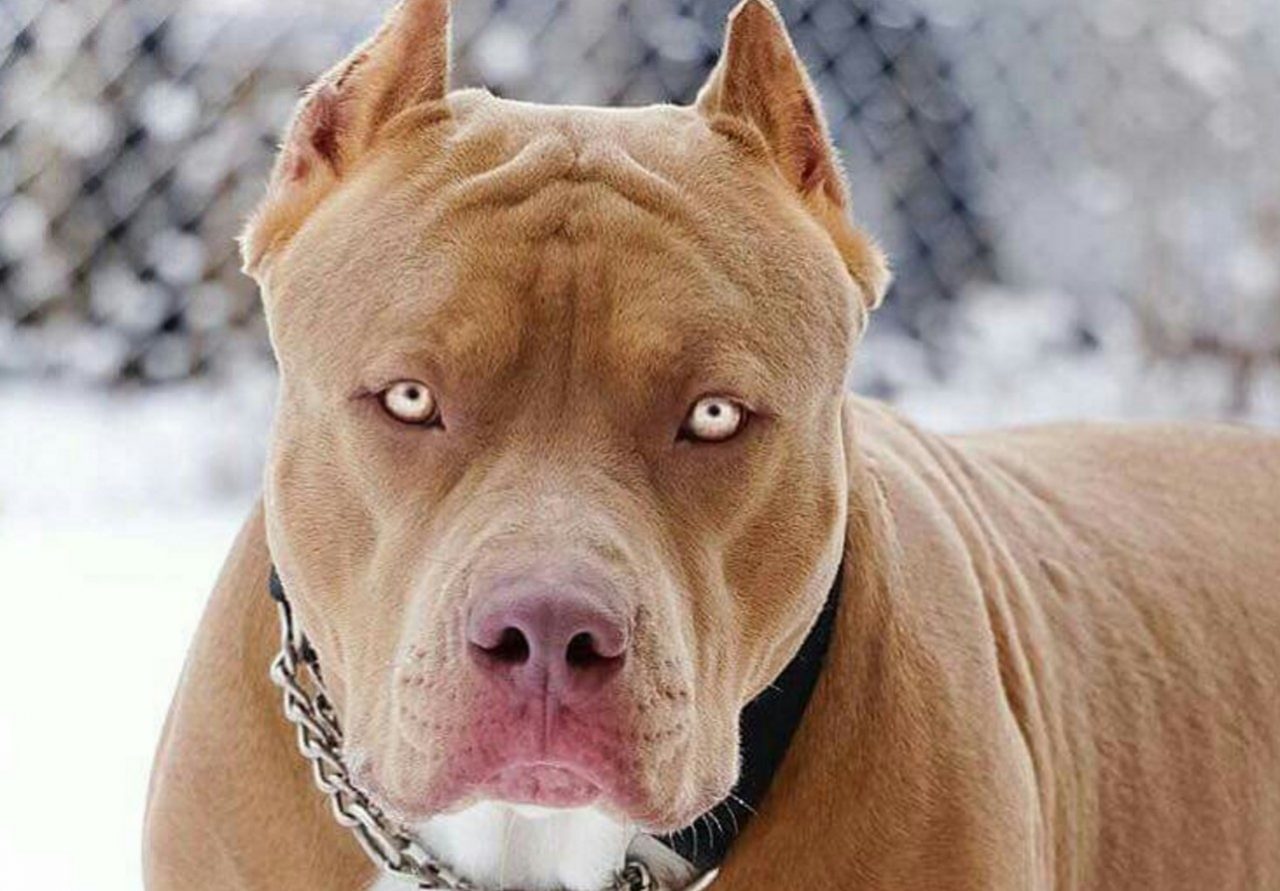 Pitbull libero in via Giacosa, Polizia locale multa la padrona