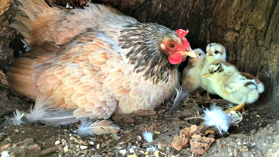 ENPA salva mamma chioccia e 11 pulcini
