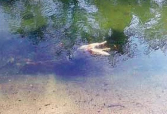 Limbiate: nessun colpevole per la morte della cagnolina Marinella
