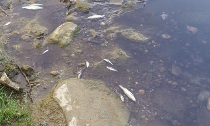 Moria di pesci nel fiume Seveso: analisi in corso