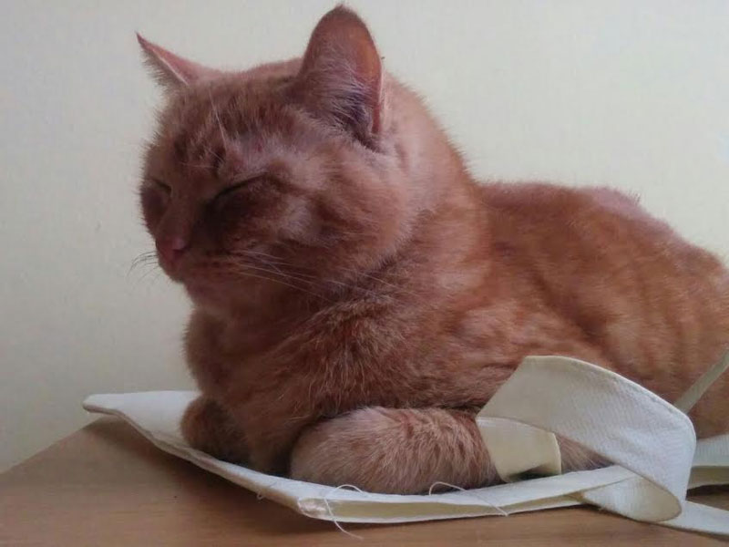 Gatto e benessere con “Amico gatto”: questa sera in biblioteca a Vimercate