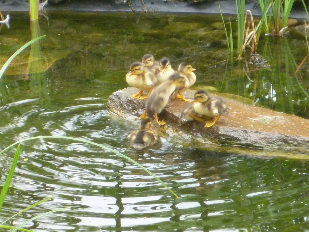 Nuovi nati al parco. Prima nuotata per i piccoli di germano. VIDEO
