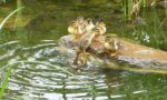 Nuovi nati al parco. Prima nuotata per i piccoli di germano. VIDEO