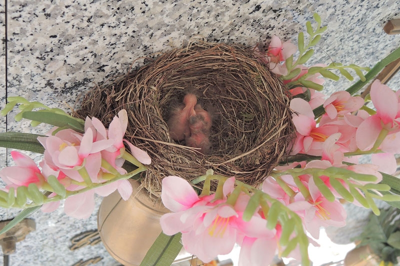 Nido di merli al cimitero di Bernareggio… sopra una tomba VIDEO