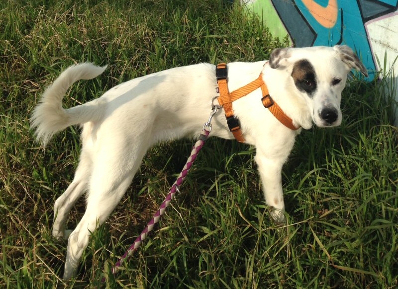 La cagnolina è malata: scatta la colletta per Jamaica