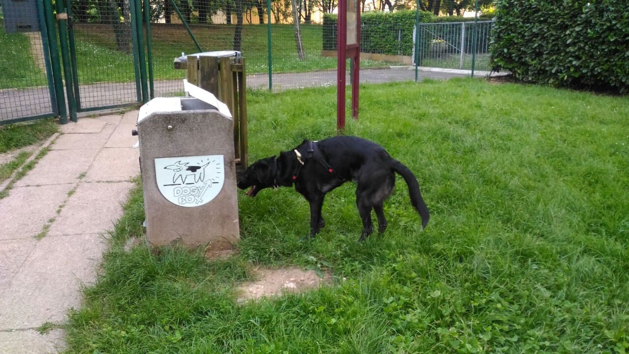 Denutrito e in condizioni terribili: cagnolino salvato dalla Polizia Locale a Monza