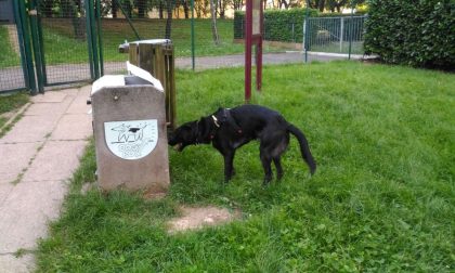 Denutrito e in condizioni terribili: cagnolino salvato dalla Polizia Locale a Monza