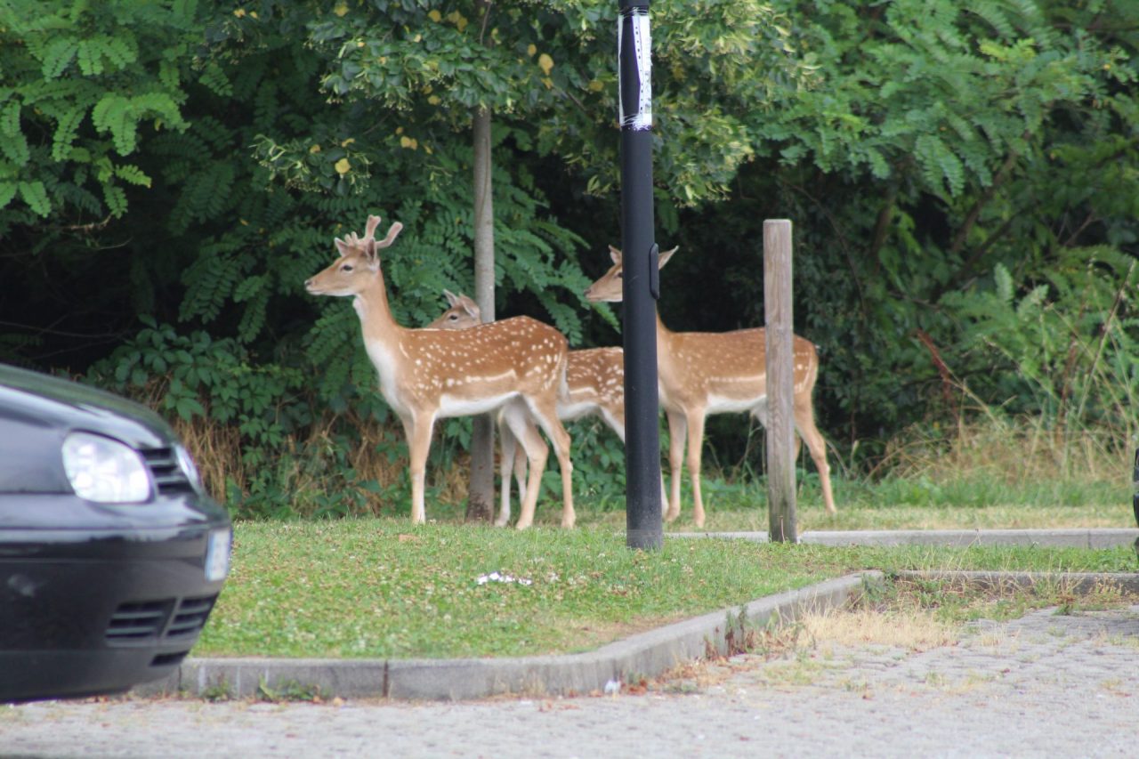 Bellusco, avvistati tre daini a Camuzzago