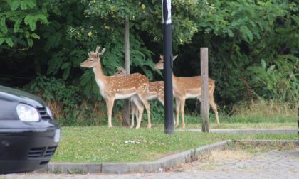 Bellusco, avvistati tre daini a Camuzzago