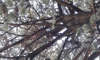 Ecco che fine ha fatto il gatto Matisse intrappolato sull'albero a Monza