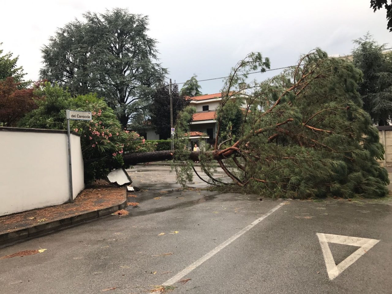 Maltempo a Lissone: alberi sradicati e allagamenti