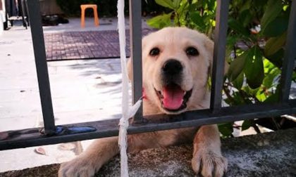 BUSNAGO: cane denutrito salvato dai volontari