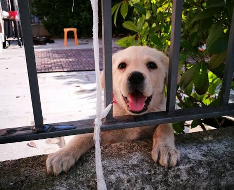 BUSNAGO: cane denutrito salvato dai volontari