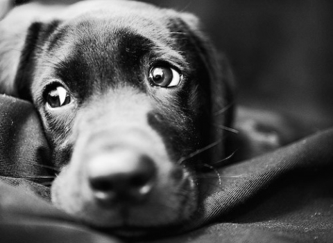Dal Consiglio regionale via libera alla creazione di cimiteri per animali da compagnia ( e a Vimercate se ne parla già da un po’)