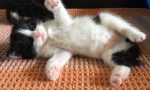 Monza: tre gatti e la loro mamma recuperati da un tombino
