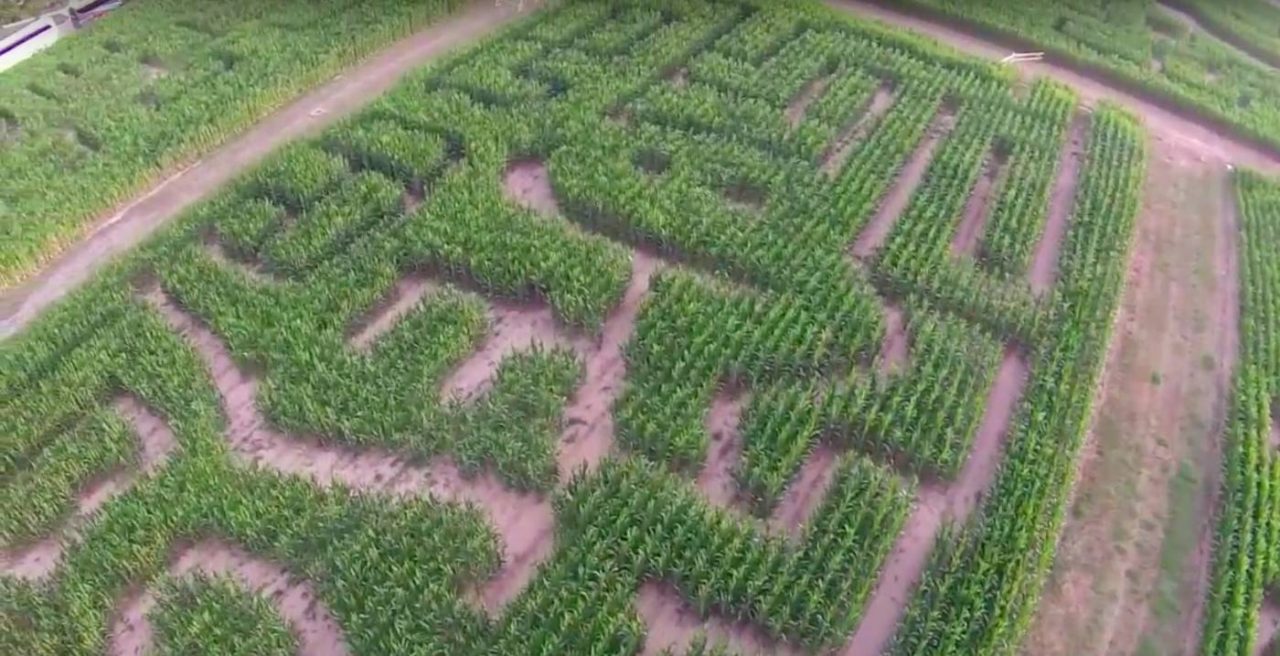 Persi tra i sentieri di un campo di mais a Mezzago