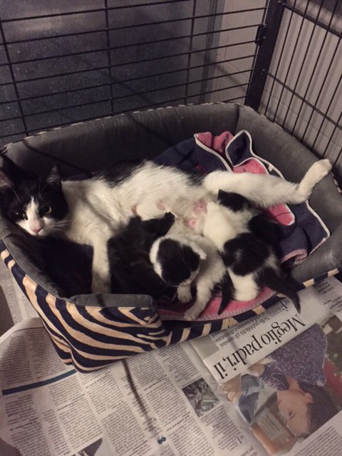 mamma gatta i 3 cuccioli