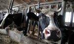 Emergenza caldo, Coldiretti: mucche stressate