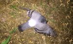 Caponago, Enpa: decine di uccelli morti, è mistero