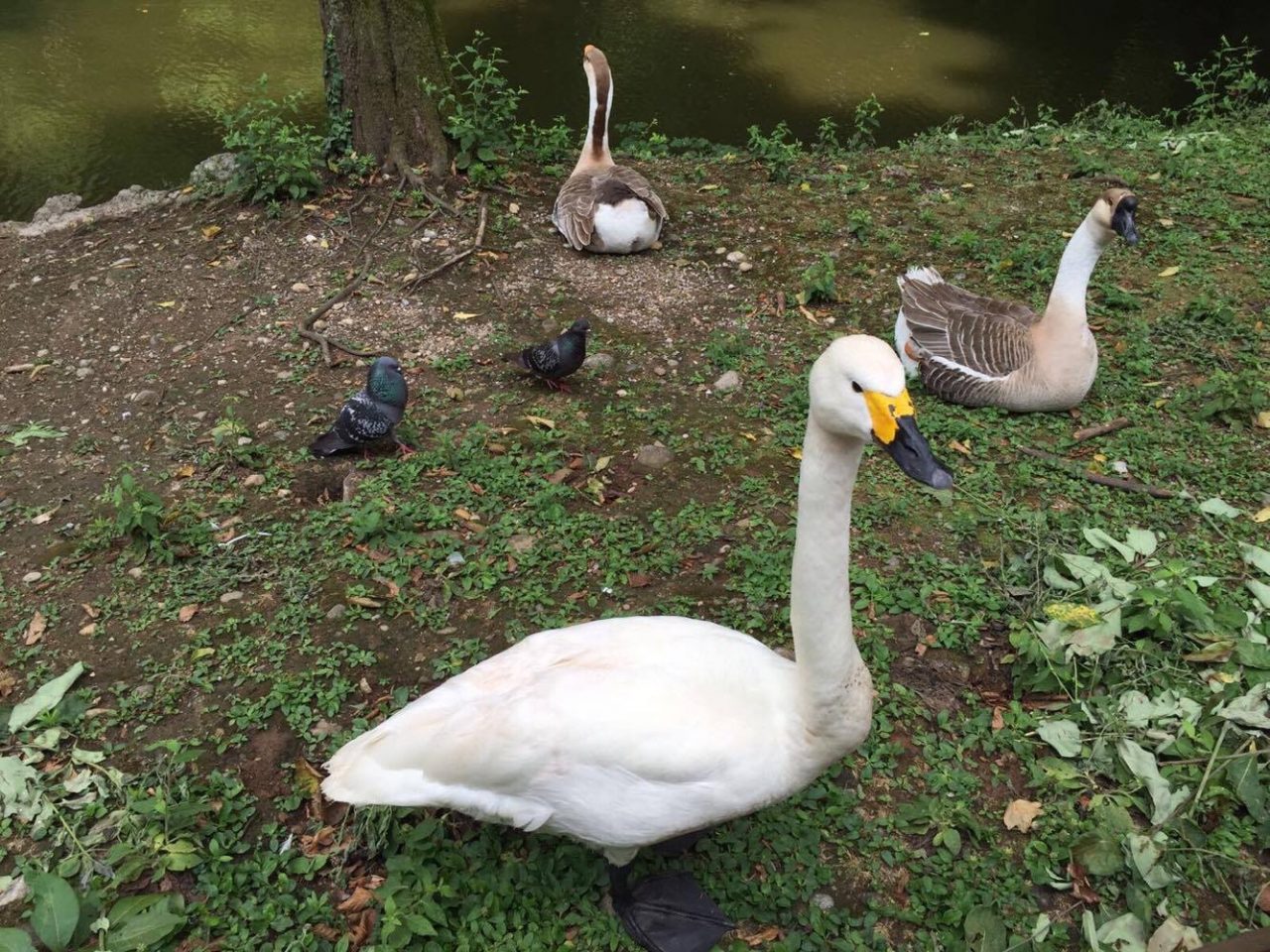Che fine ha fatto il cigno del Parco di Monza?