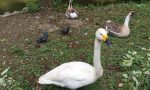 Che fine ha fatto il cigno del Parco di Monza?