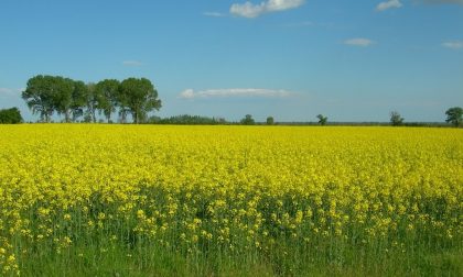 Agricoltura lombarda: 6 milioni di danni a causa dei piccioni